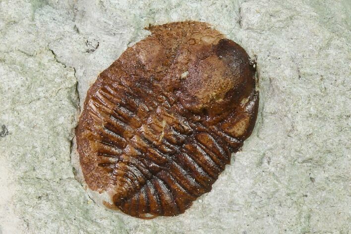 Ordovician Trilobite (Ampyxina) Fossil - Missouri #137249